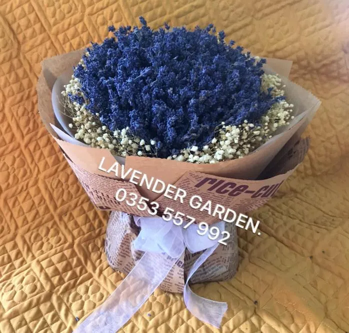 Bó tròn lavender mix baby Hà Lan